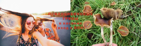 шишки Алзамай